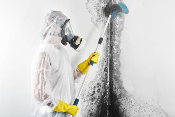 Best Environmental Consulting for Mold Prevention  in Granite City, IL