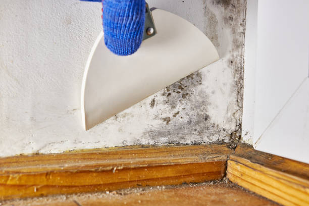 Best Commercial Mold Inspection  in Granite City, IL