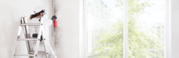Reliable Granite City, IL Mold Removal Solutions