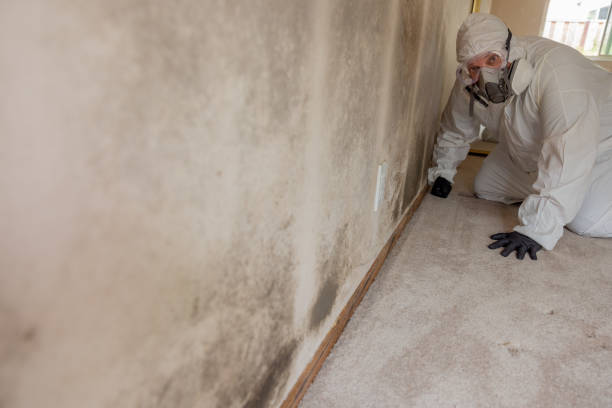Best Mold-Related Health Consultation  in Granite City, IL